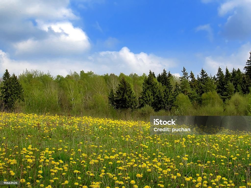 Frühling meadow - Lizenzfrei Baum Stock-Foto