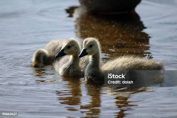 Oche Del Bambino - Fotografie stock e altre immagini di Acqua - Acqua, Ambientazione esterna, Animale