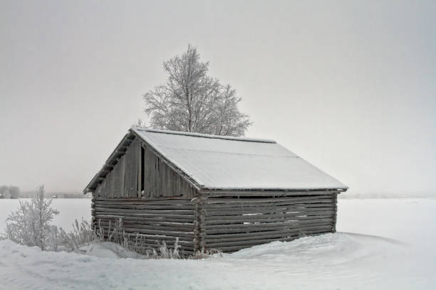 fienile e betulla sui campi innevati - winter finland agriculture barn foto e immagini stock