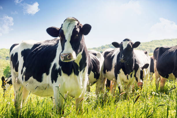 nahaufnahme der kühe im sommer - pasture stock-fotos und bilder