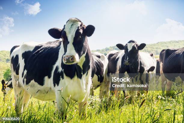 Closeup Of Cows In Summer Stock Photo - Download Image Now - Domestic Cattle, Cow, Dairy Cattle