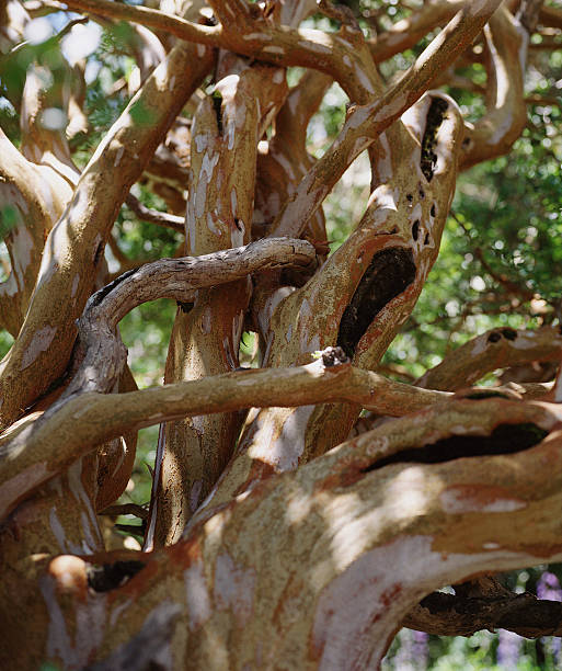 개척시대의 성장하는 지점 - duiker tree bush animals in the wild 뉴스 사진 이미지