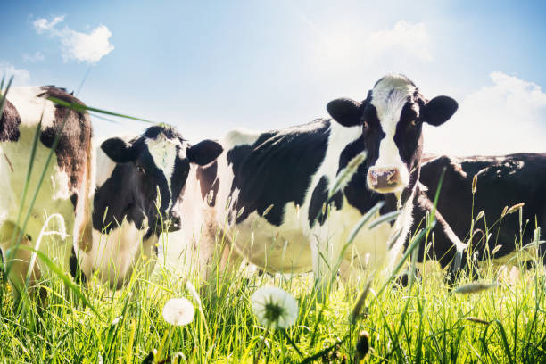istock Close-up of cows in summer 906637788