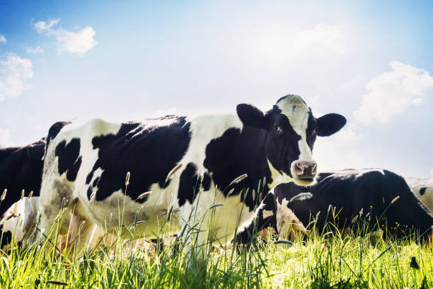 istock Close-up of cows in summer 906637870