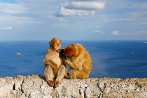 istock Macaquen on the Gibraltar Rock 906637970