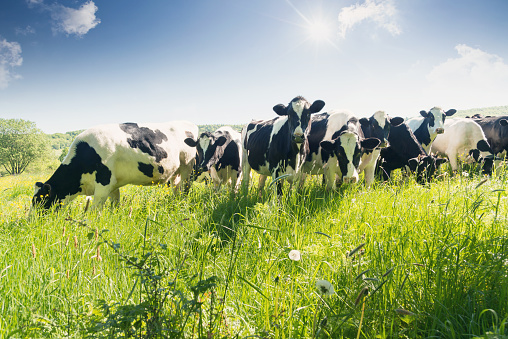 Close-up of cows in summer