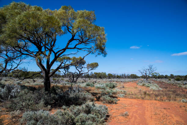 istock Outback SA near Wilpena 906638048
