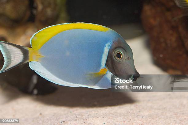Foto de Acanthurus Leucosternon e mais fotos de stock de Amarelo - Amarelo, Animal de estimação, Azul