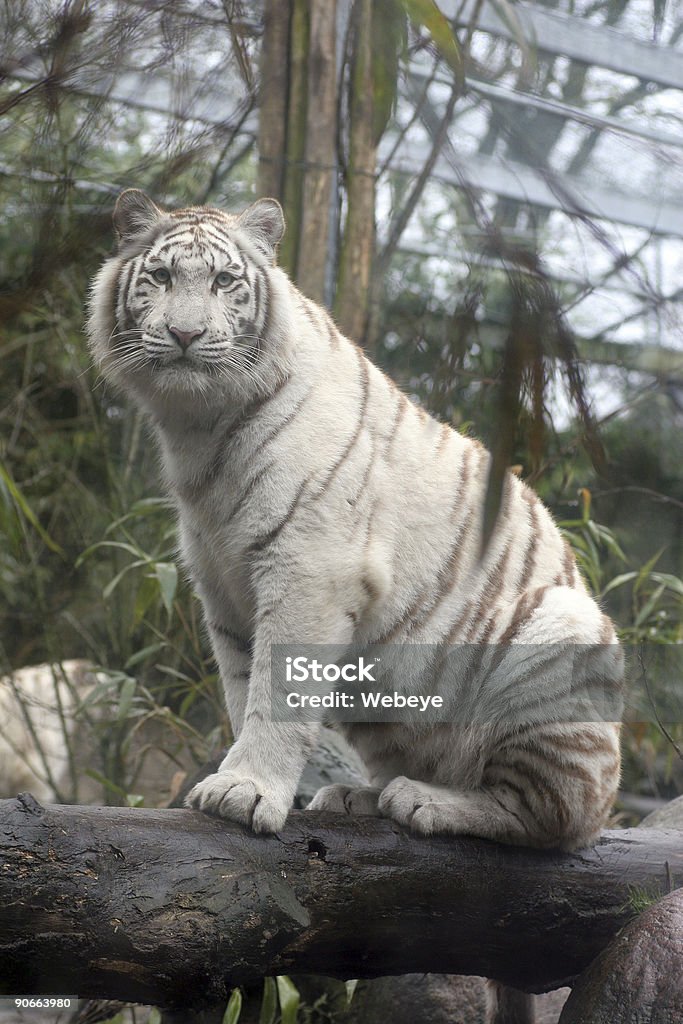 Tigre bianca - Foto stock royalty-free di Animale