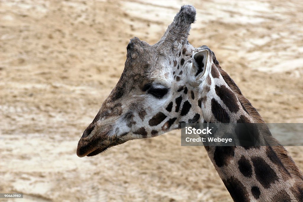 giraffa - Foto stock royalty-free di Africa