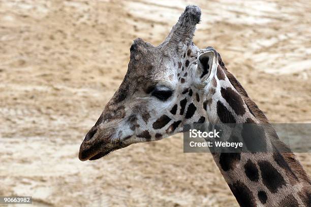 Giraffa - Fotografie stock e altre immagini di Africa - Africa, Animale, Animale da safari