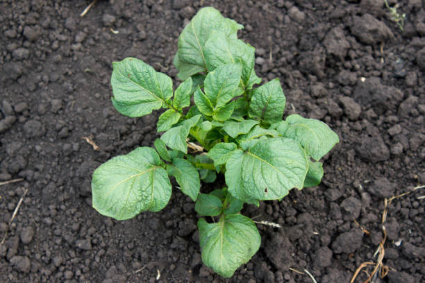 istock Sprout potatoes in the garden 906640552