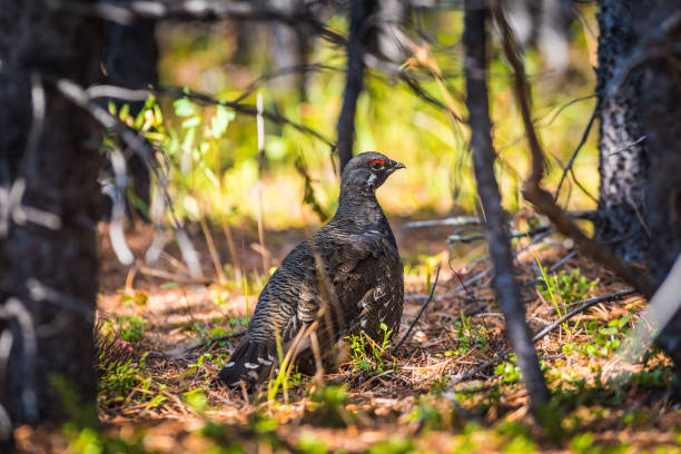 spruce grouse - grouse spruce tree bird camouflage - fotografias e filmes do acervo