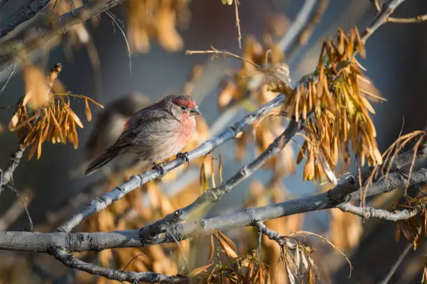 Common House-finch perched on a tree in summer time.