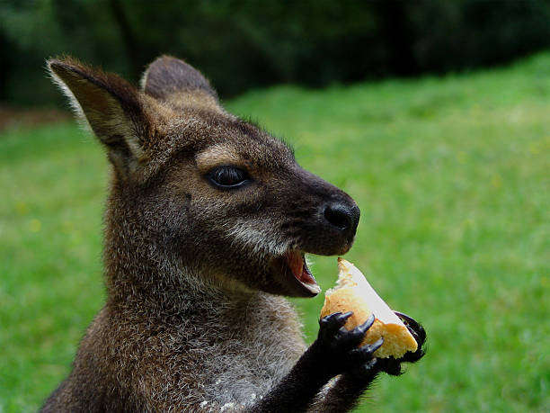 Wallaby's eating. stock photo