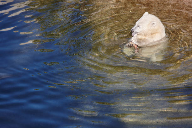 polar bear cub essen auf dem wasser. tierwelt tier hintergrund - polar bear young animal isolated cub stock-fotos und bilder