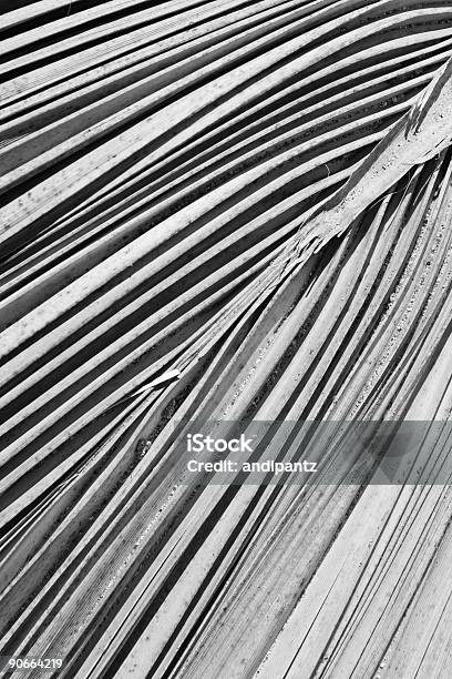 Palm — стоковые фотографии и другие картинки Вайя - Вайя, Предельно крупный план, Абстрактный
