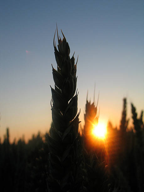 Corn in sunset stock photo