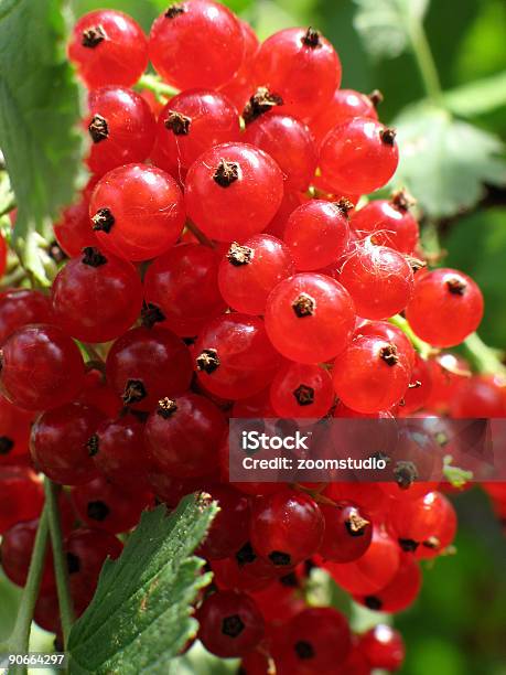 Red Currant 1 Stock Photo - Download Image Now - Berry Fruit, Blue, Blueberry