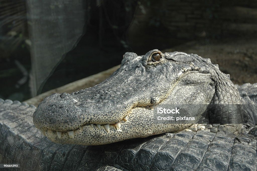 krokodyl - Zbiór zdjęć royalty-free (Aligator)