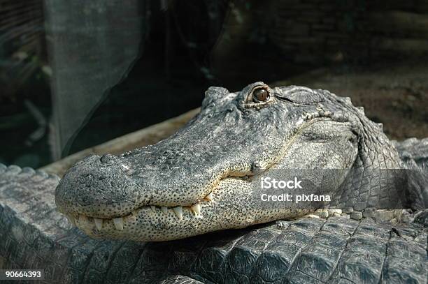 Krokodyl - zdjęcia stockowe i więcej obrazów Aligator - Aligator, Bez ludzi, Dzikie zwierzęta