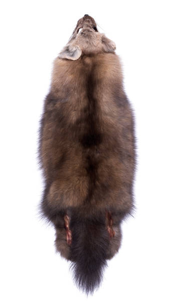 istock Beautiful Siberian Barguzin sable on white background 906644184
