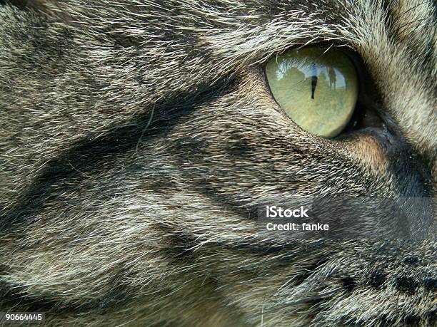 Cats Eye — стоковые фотографии и другие картинки Без людей - Без людей, Всматриваться, Глаз животного