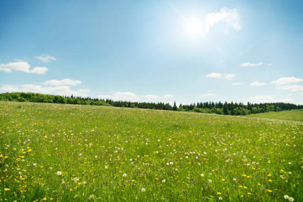 prairie de fleurs sauvages sous ciel bleu - meadow photos et images de collection