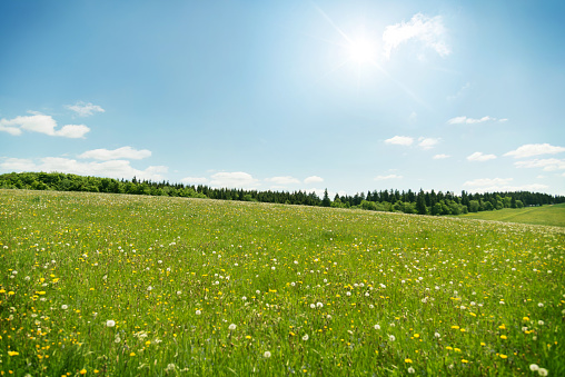 Beautiful meadow field with fresh grass and yellow flowers in nature against a blue sky with clouds. Summer, spring ideal natural landscape.