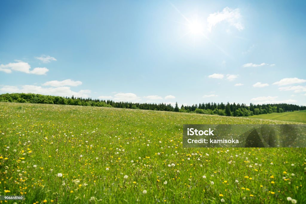 Wildflowers meadow under blue sky Meadow Stock Photo