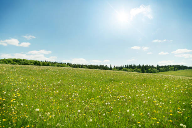 Wildflowers meadow under blue sky stock photo