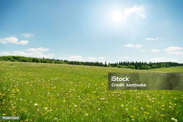 Wildflowers Meadow Under Blue Sky Stock Photo - Download Image Now - Meadow, Grass, Landscape - Scenery