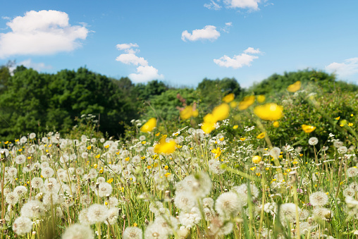 Blowball meadow – Dandelion