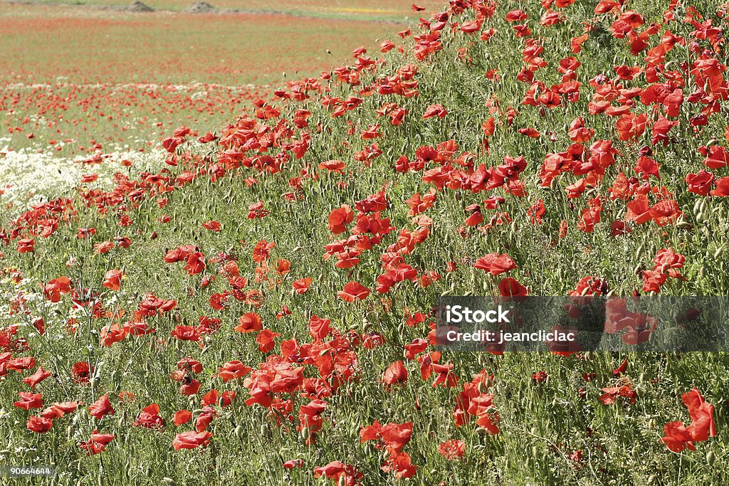 poppies - Foto de stock de Amapola - Planta libre de derechos