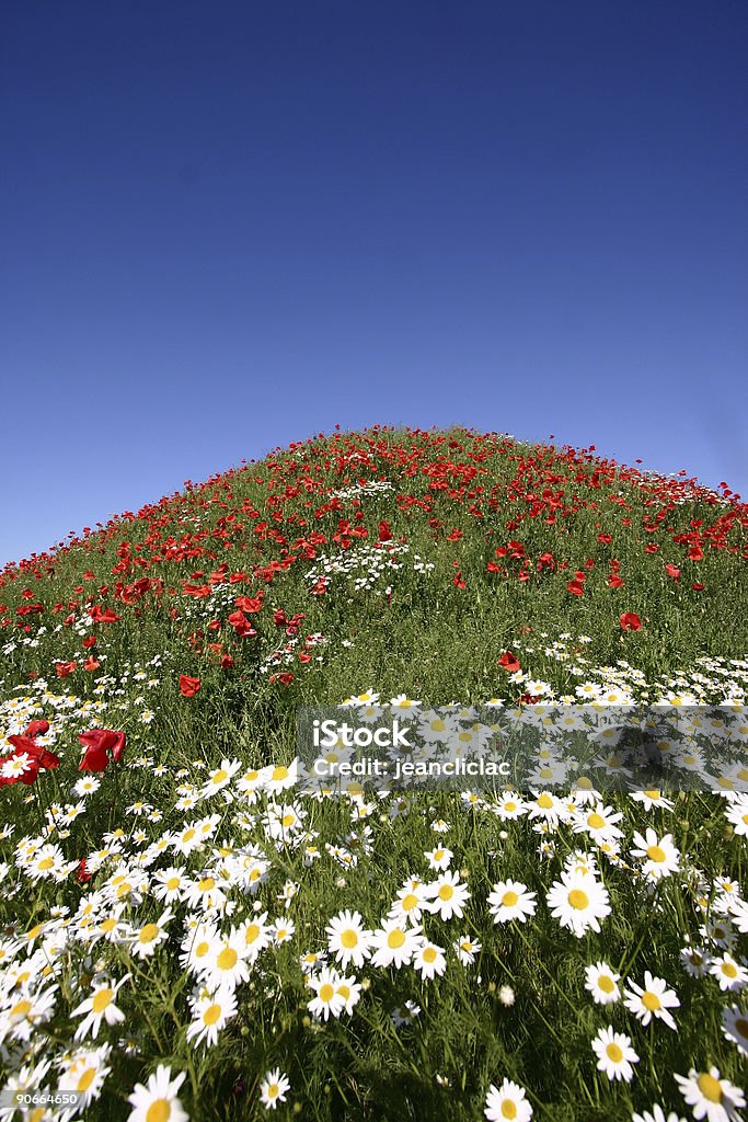 poppies - Lizenzfrei Baumblüte Stock-Foto