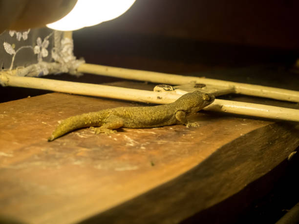 Lizards come to eat insects.