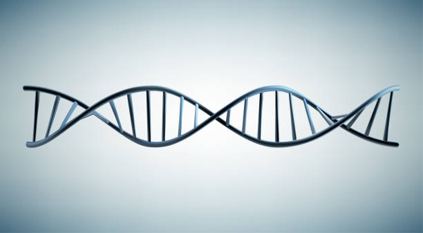 DNA model DNA model dna spiral stock illustrations
