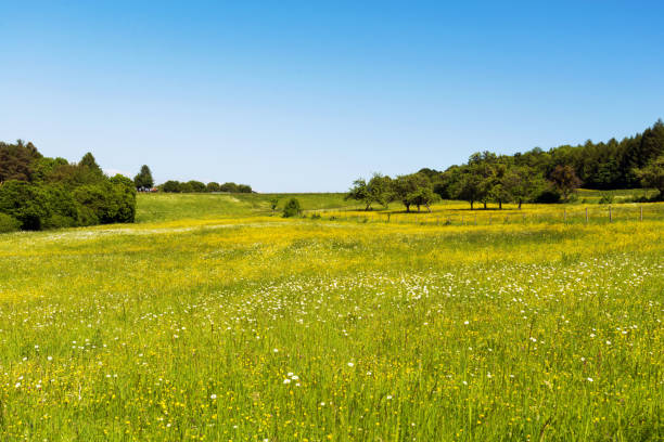 istock Wildflowers meadow under blue sky 906648328