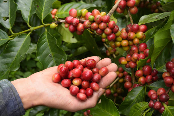 istock Close up of red berries coffee beans 906649058