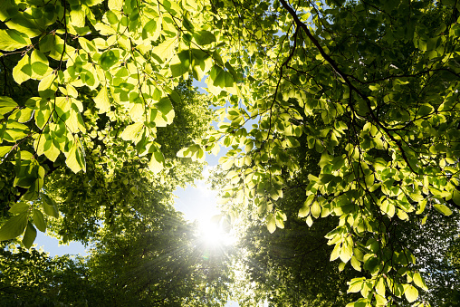 Green leafs against sunlight