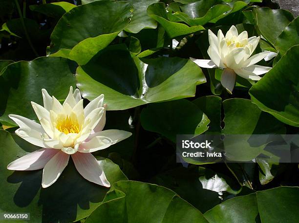 Foto de Lírio Dágua e mais fotos de stock de Fechado - Fechado, Flor, Fotografia - Imagem