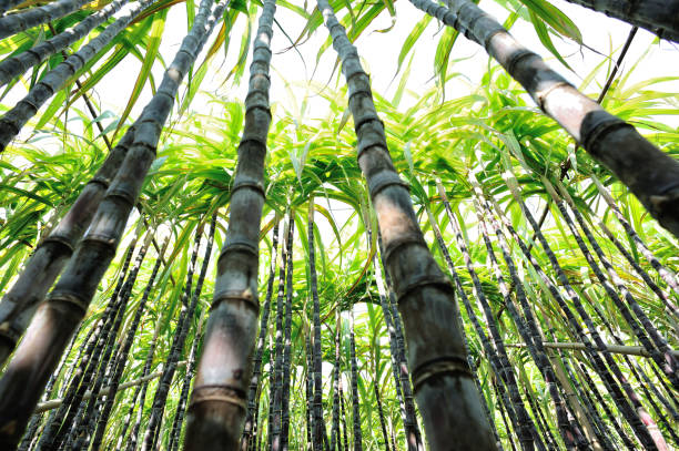 istock Sugarcane plants growing at field 906651540