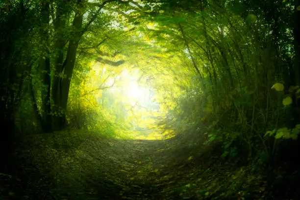 Photo of Magical path in summer