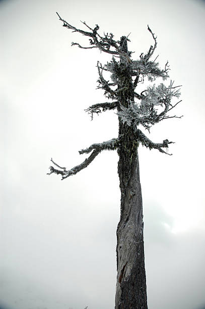 Tree Knar 120+ Knarled Stock Photos, Pictures & Royalty-Free Images - iStock