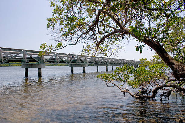 Bridge Over Lake With Tree stock photo