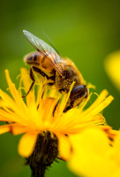istock Wasp collects nectar from flower crepis alpina 906655744