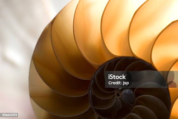 Carcasa Nautilus En La Mitad Foto de stock y más banco de imágenes de Belleza - Belleza, Color - Tipo de imagen, Concha - Parte del cuerpo animal