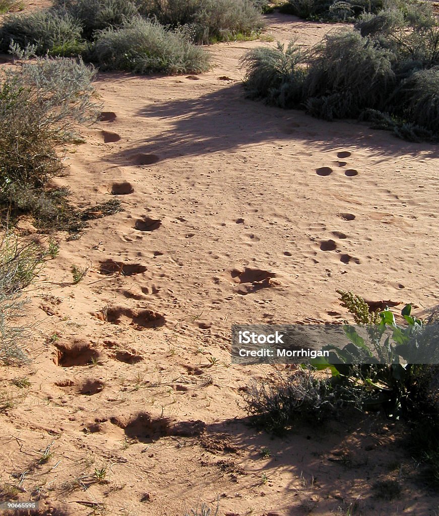 Pistas en el desierto - Foto de stock de Arbusto libre de derechos