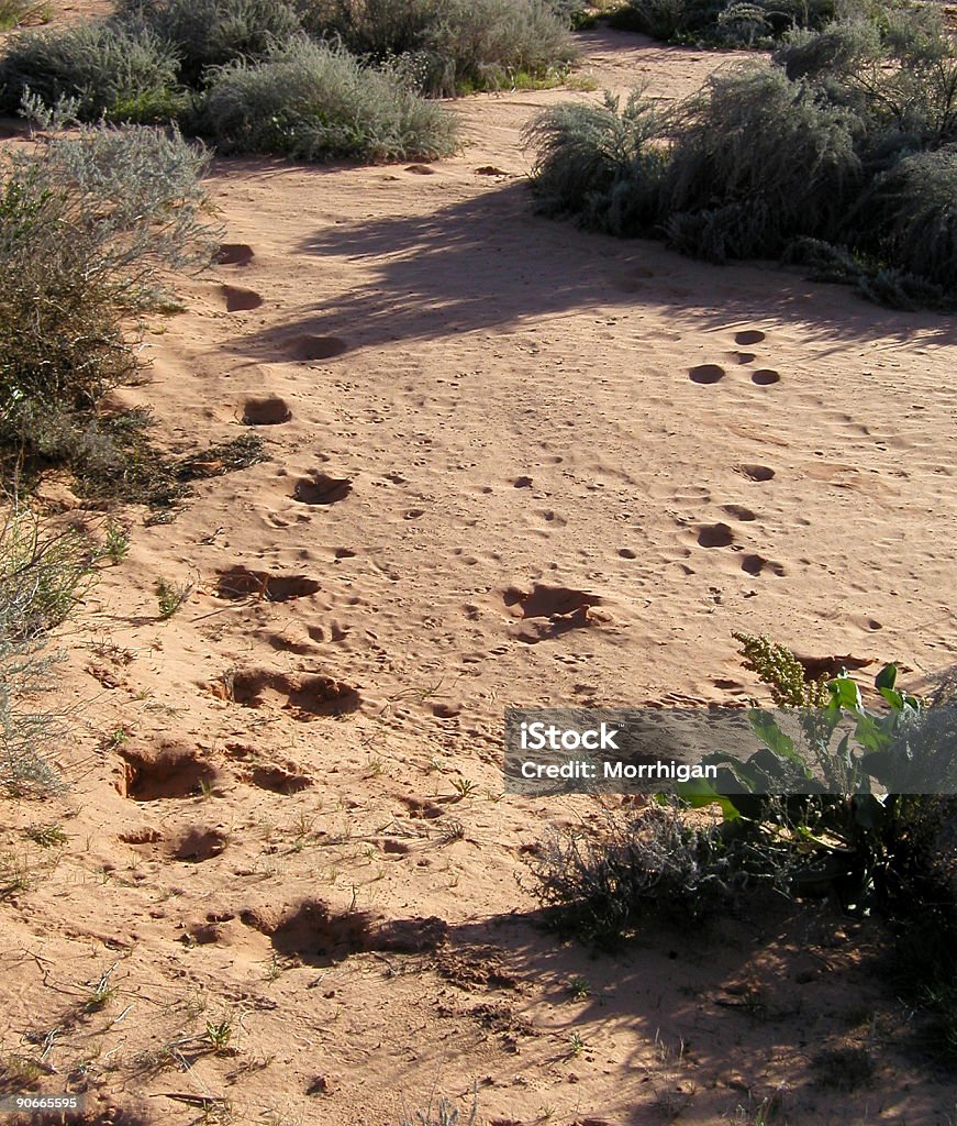 Tracks in the Desert Animal tracks (horse and dog, I think, but I'm no expert) in the desert sand of Arizona. Animal Brush Stock Photo