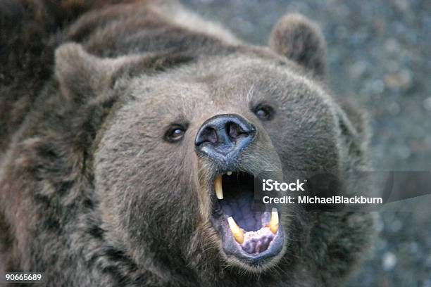 Der Tiereauch Für Komfort3 Stockfoto und mehr Bilder von Bär - Bär, Gewalt, Braunbär